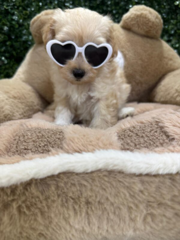 Toy Maltipoo Female - Image 13