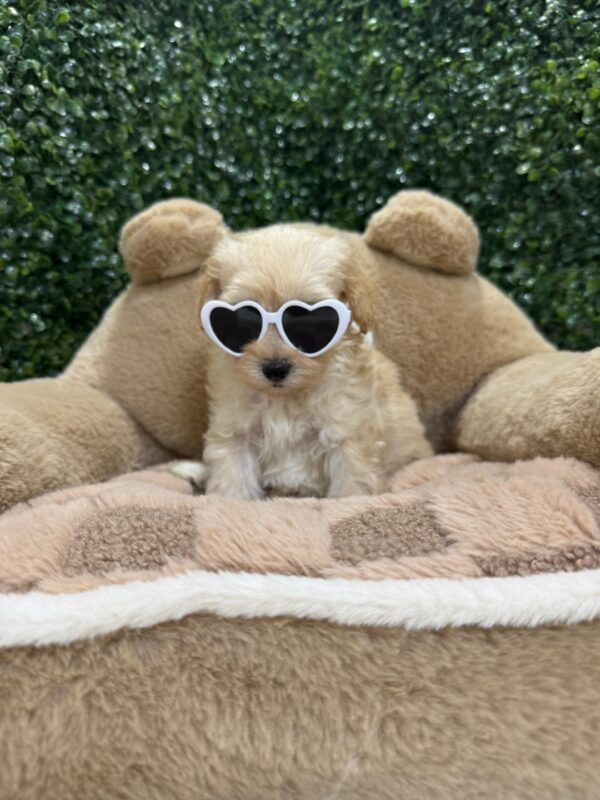 Toy Maltipoo Female - Image 15