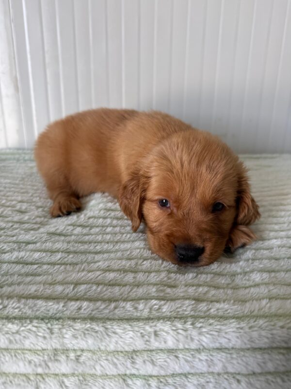 Golden Retriever - Image 6