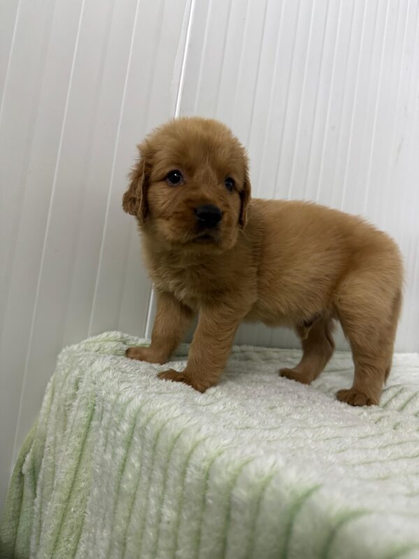 Golden Retriever - Image 9