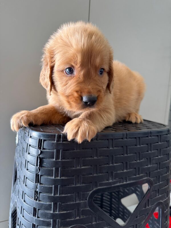 Golden Retriever - Image 2