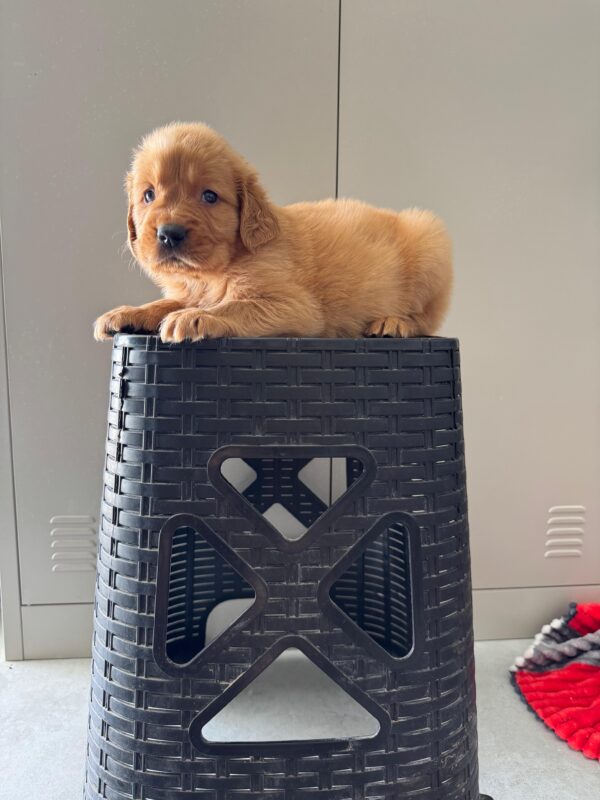 Golden Retriever