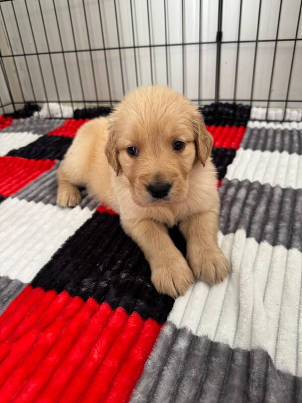 Golden Retriever - Image 3