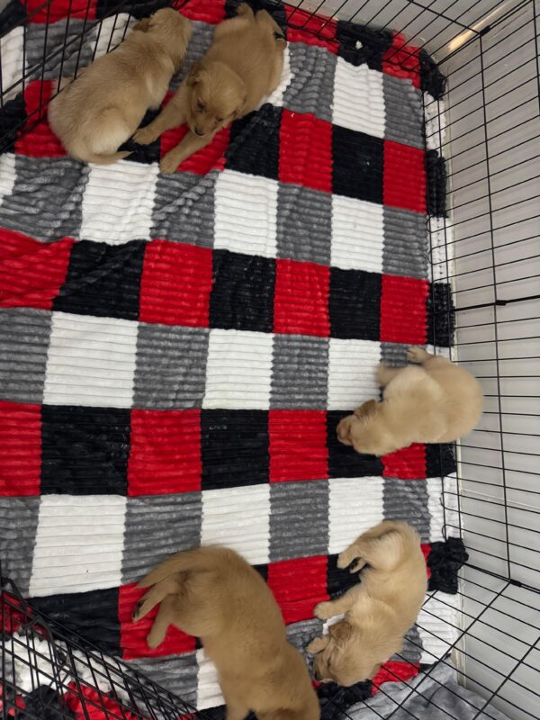 Golden Retriever - Image 15