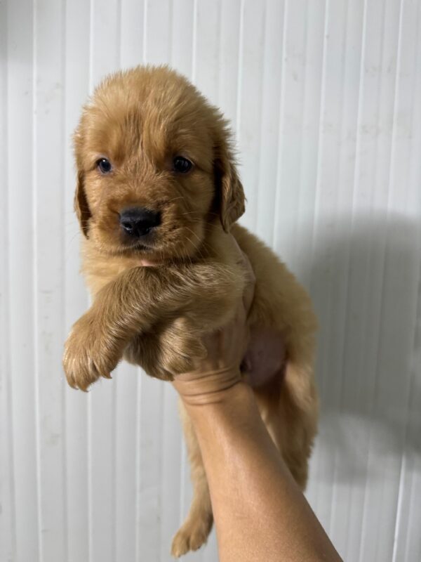 Golden Retriever - Image 8