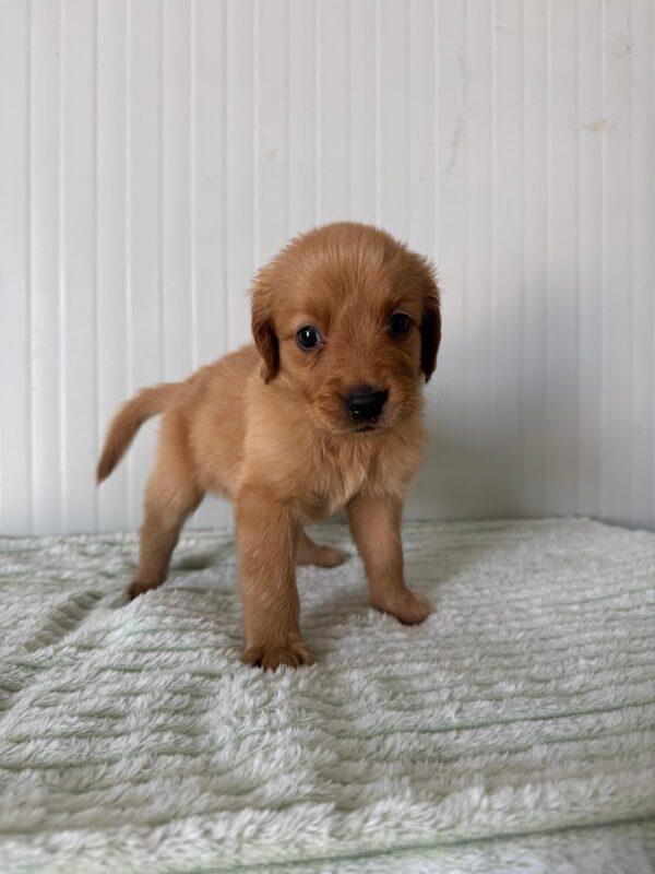Golden Retriever - Image 13