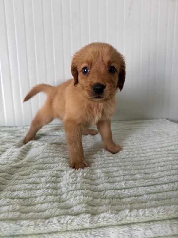 Golden Retriever - Image 11