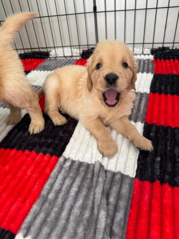 Golden Retriever - Image 10