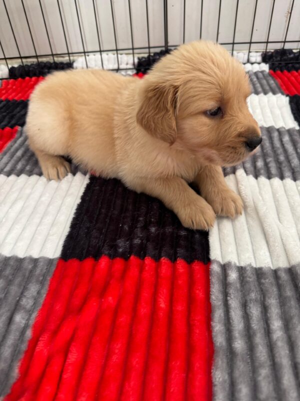 Golden Retriever - Image 14