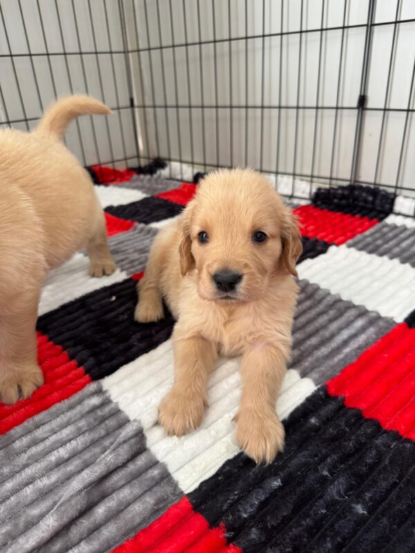 Golden Retriever - Image 7