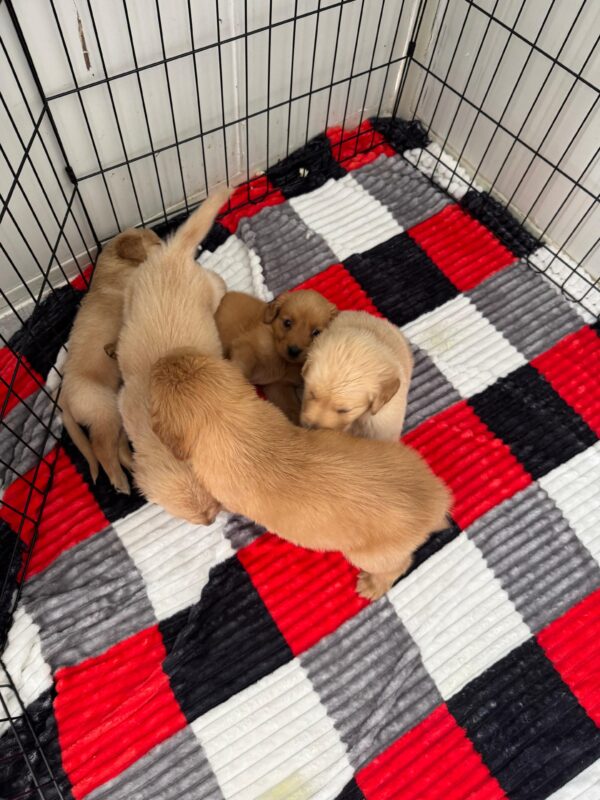 Golden Retriever - Image 5