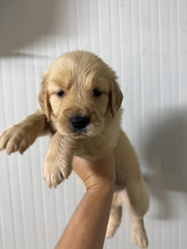 Golden Retriever - Image 16