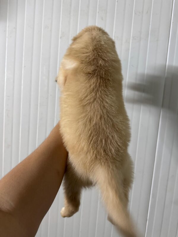 Golden Retriever - Image 17