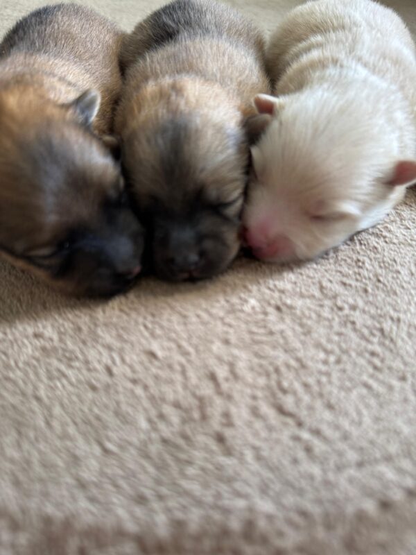 Pomeranian for Reservation - Image 13