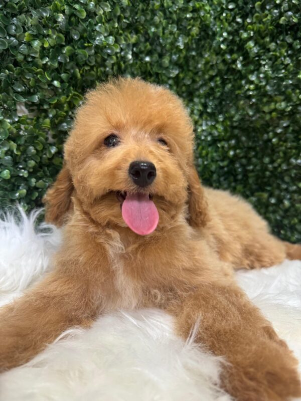 Miniature Poodle Female - Image 3