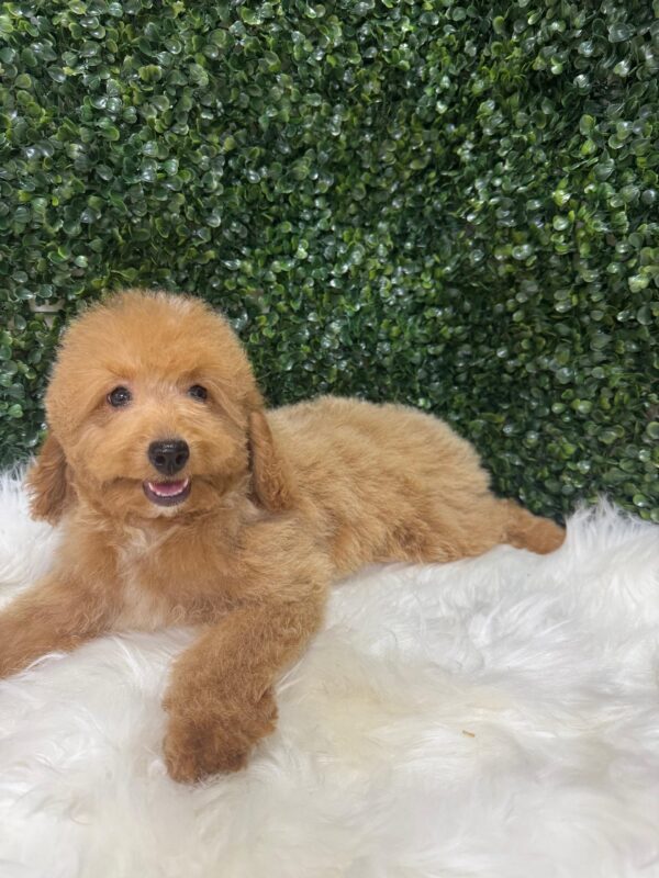 Miniature Poodle Female - Image 10