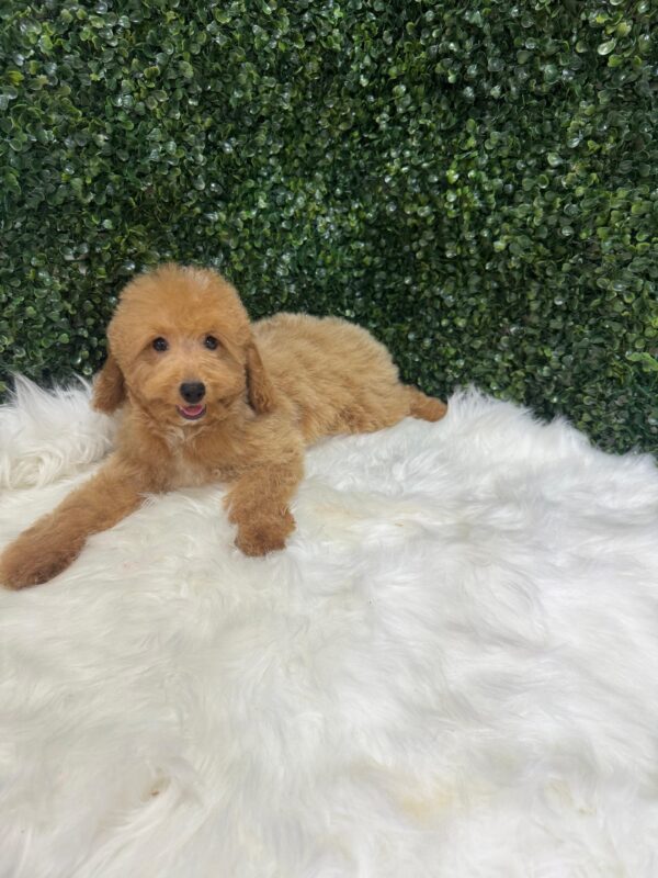 Miniature Poodle Female - Image 4