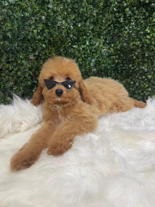 Miniature Poodle Female - Image 11