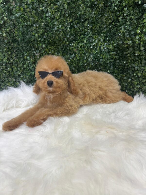 Miniature Poodle Female - Image 7