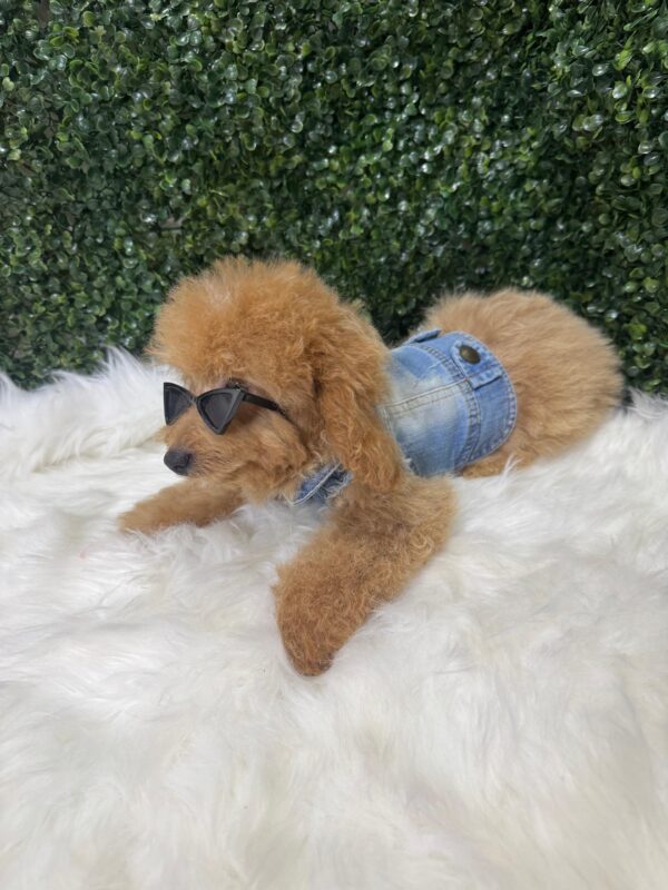 Miniature Poodle Female - Image 5
