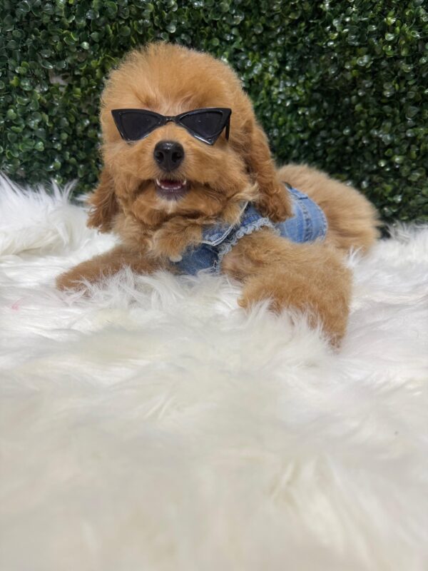 Miniature Poodle Female - Image 2
