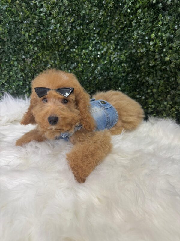 Miniature Poodle Female - Image 12