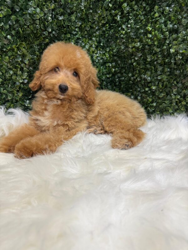 Miniature Poodle Female - Image 6