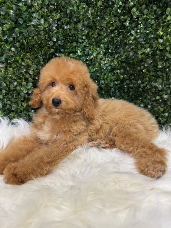 Miniature Poodle Female - Image 13