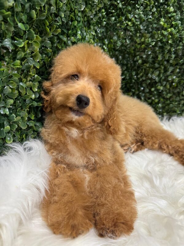 Miniature Poodle Female - Image 8