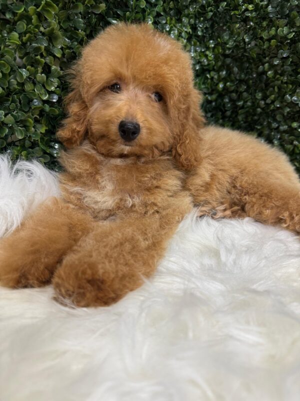Miniature Poodle Female