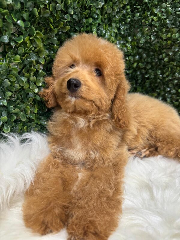 Miniature Poodle Female - Image 9