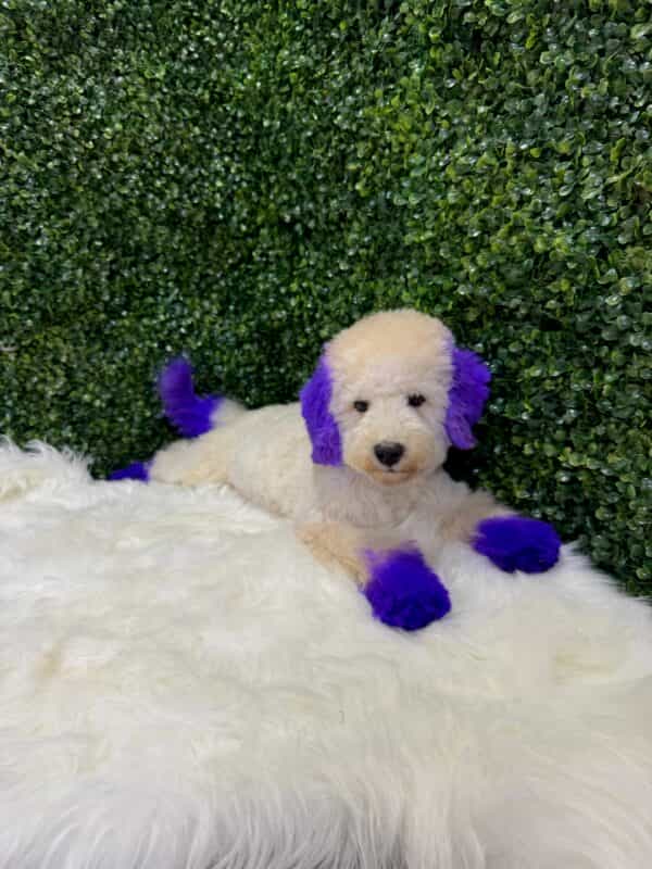 Maltipoo Purple Dye Male - Image 2