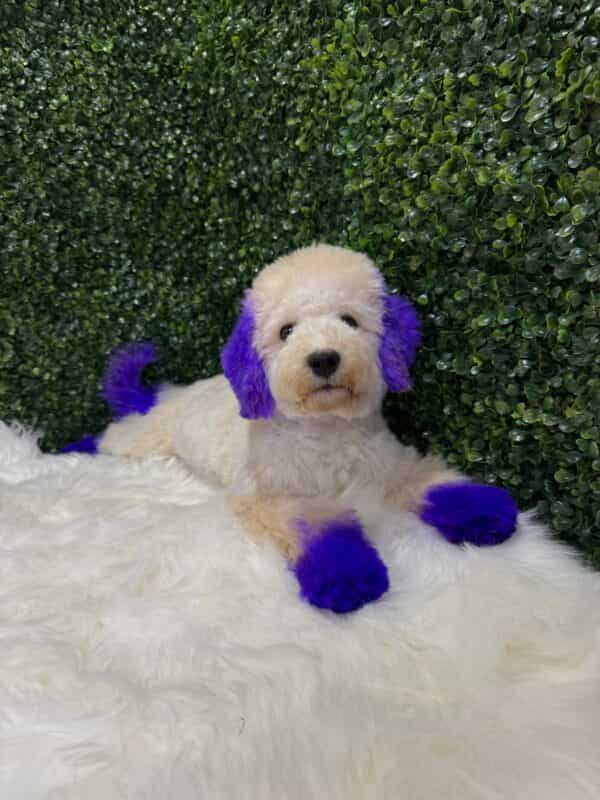 Maltipoo Purple Dye Male - Image 4