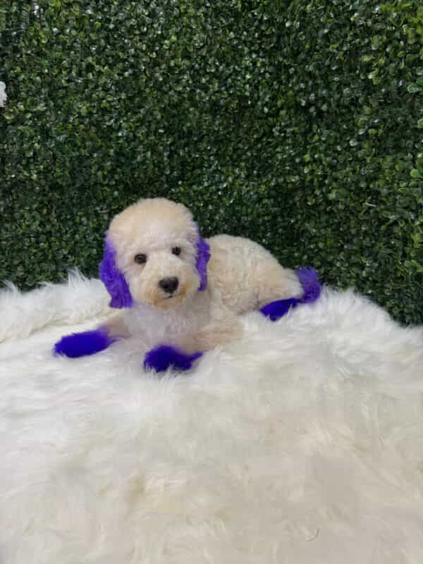 Maltipoo Purple Dye Male - Image 6