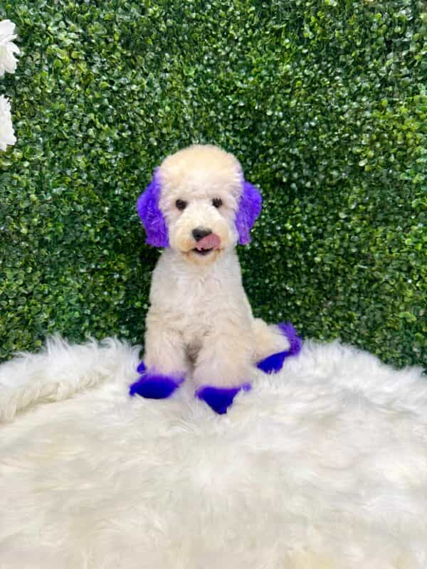 Maltipoo Purple Dye Male - Image 13