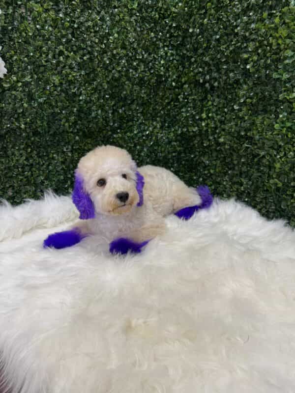 Maltipoo Purple Dye Male - Image 11