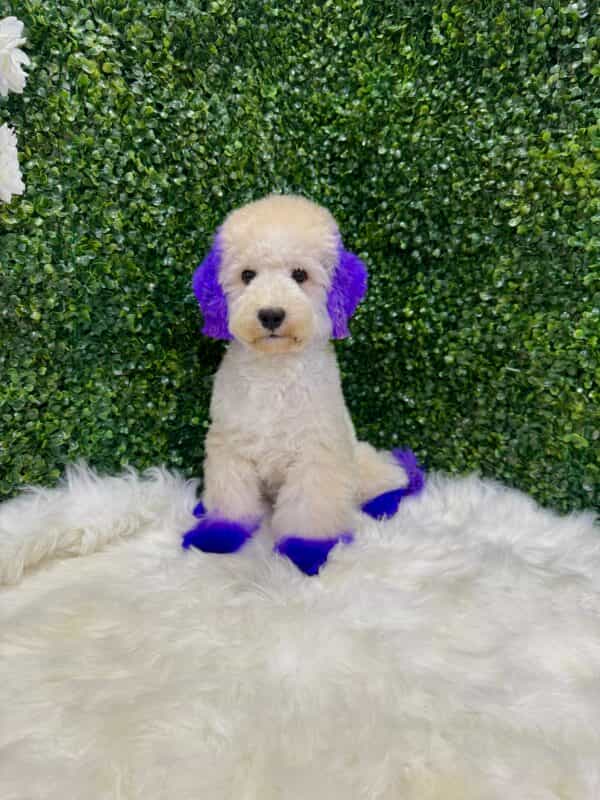 Maltipoo Purple Dye Male - Image 14