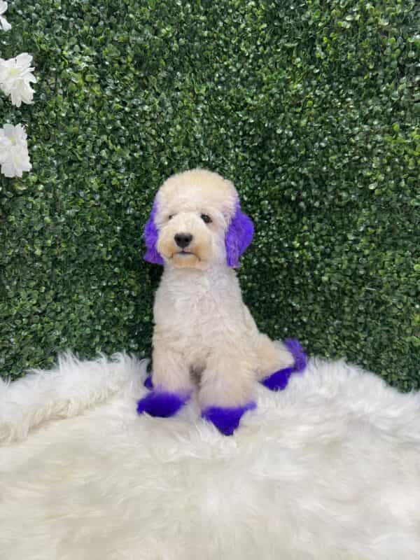 Maltipoo Purple Dye Male - Image 16