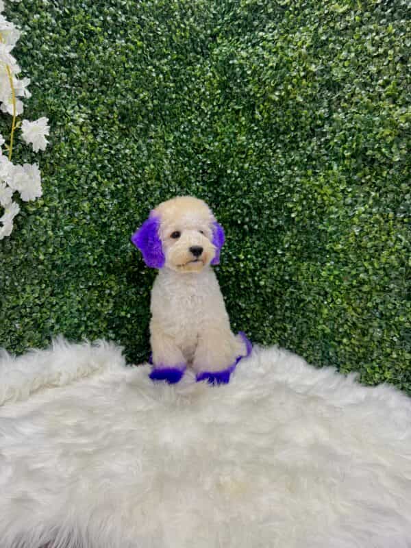 Maltipoo Purple Dye Male - Image 8