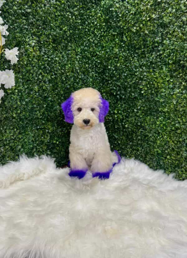 Maltipoo Purple Dye Male - Image 17