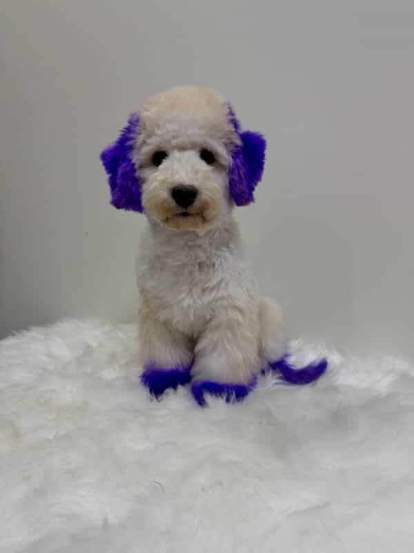 Maltipoo Purple Dye Male - Image 10