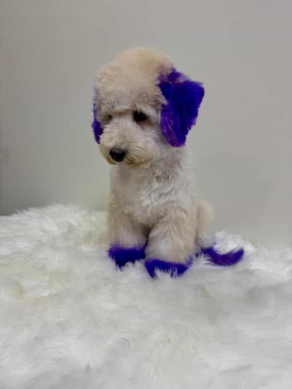 Maltipoo Purple Dye Male - Image 18