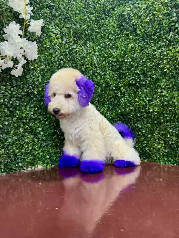 Maltipoo Purple Dye Male - Image 9