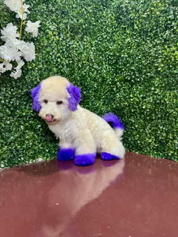 Maltipoo Purple Dye Male - Image 7