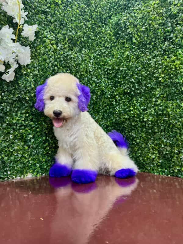 Maltipoo Purple Dye Male - Image 15