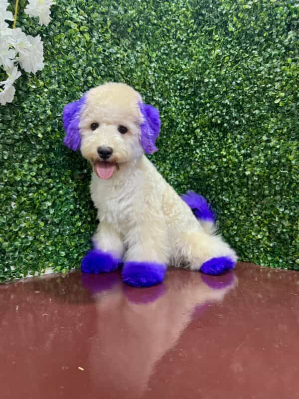 Maltipoo Purple Dye Male - Image 12