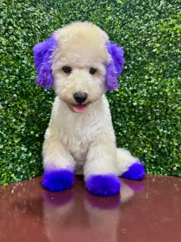 Maltipoo Purple Dye Male - Image 5
