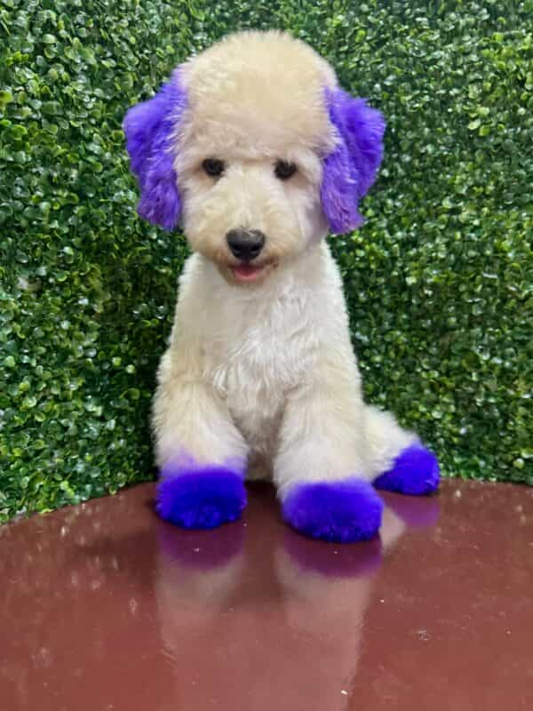 Maltipoo Purple Dye Male