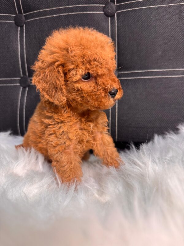 Red Toy Poodle Female