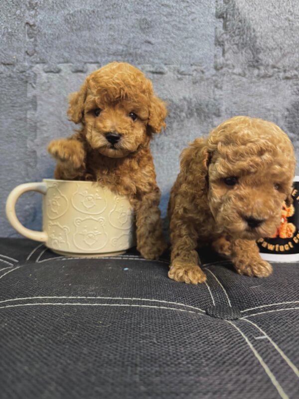 Toy Poodle Male & Female - Image 6